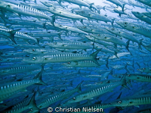 Barracuda Point on Sipadan lived up to its name. Amazing. by Christian Nielsen 